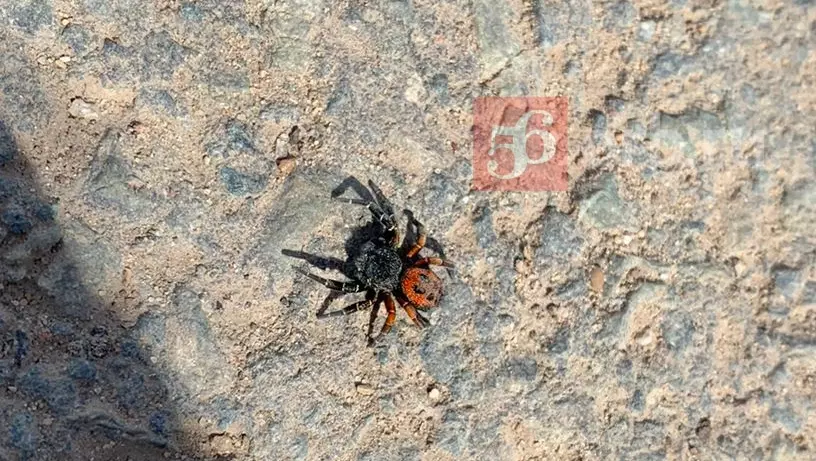 Ядовитый паук в Оренбурге