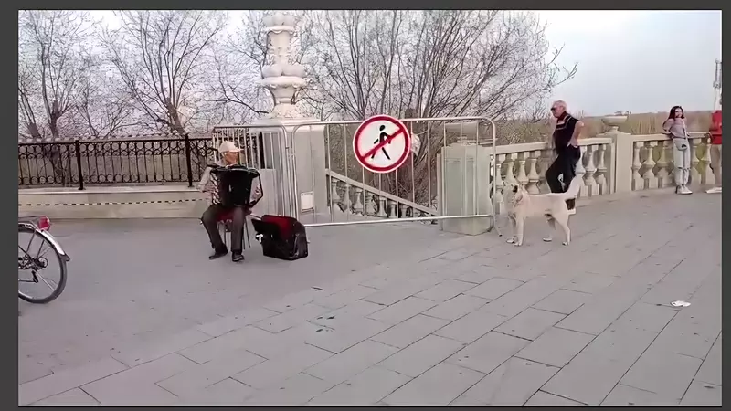 Собака-запевака: в Оренбурге дворняга составила компанию аккордеонисту